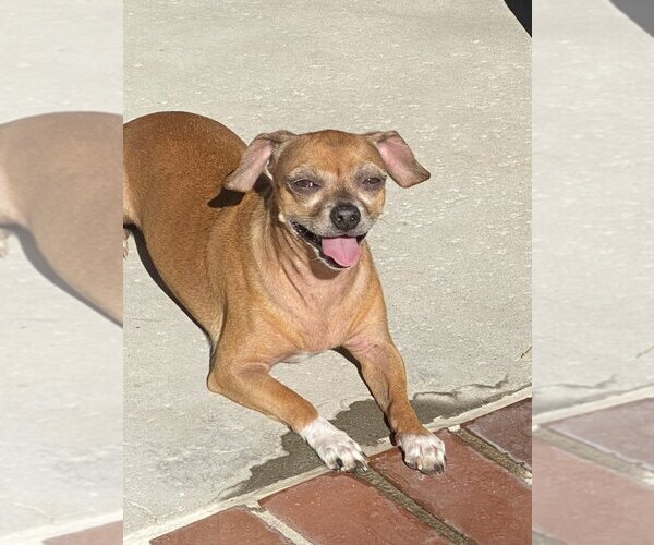 Medium Photo #4 Chihuahua-Unknown Mix Puppy For Sale in  Ramona, CA, USA