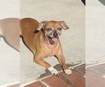 Small #3 Chihuahua Mix