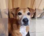 Small #1 Beagle Mix