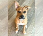 Small #16 American Staffordshire Terrier-German Shepherd Dog Mix