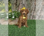 Small #5 Goldendoodle (Miniature)