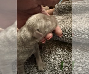 Labrador Retriever Puppy for sale in OSYKA, MS, USA