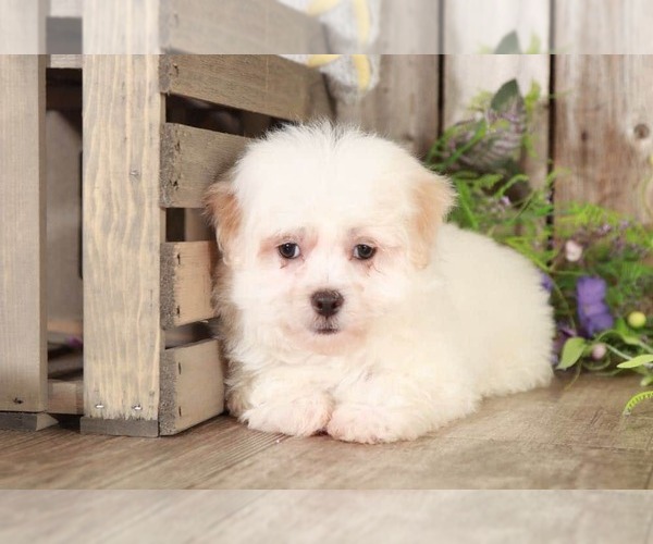 Medium Photo #2 Maltipoo Puppy For Sale in MOUNT VERNON, OH, USA