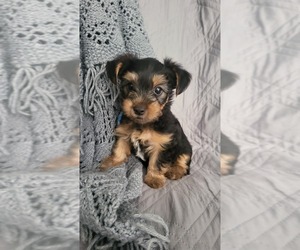 Yorkshire Terrier Puppy for sale in WHITTIER, CA, USA