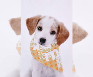 Chihuahua-Unknown Mix Dogs for adoption in New London, WI, USA