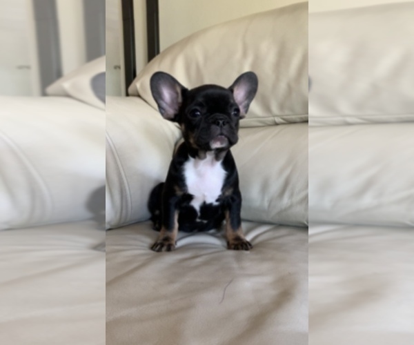 Medium Photo #1 French Bulldog Puppy For Sale in PRESCOTT, AZ, USA