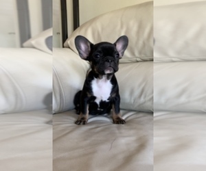 French Bulldog Puppy for sale in PRESCOTT, AZ, USA