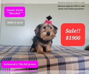 Yorkshire Terrier Puppy for Sale in TUCSON, Arizona USA
