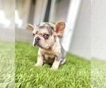 Small Photo #31 French Bulldog Puppy For Sale in JACKSONVILLE, FL, USA