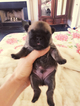 Small Photo #1 French Bulldog Puppy For Sale in FOLSOM, LA, USA