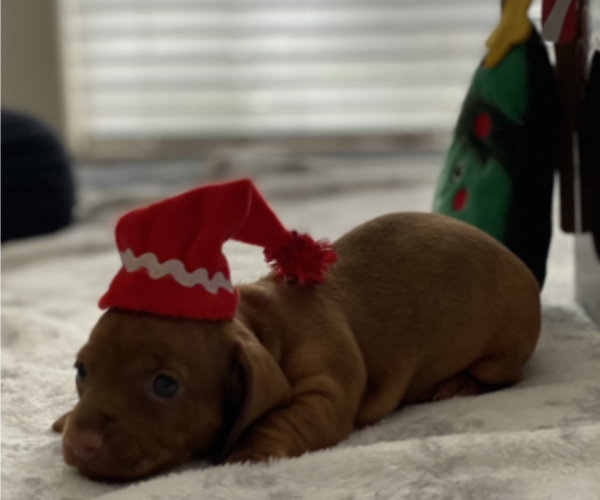 Medium Photo #4 Dachshund Puppy For Sale in HOUSTON, TX, USA