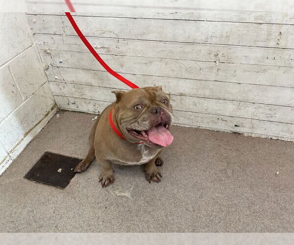 Medium Photo #1 Bulldog Puppy For Sale in San Bernardino, CA, USA