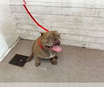 Small Bulldog