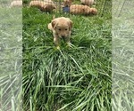 Small Photo #2 English Cream Golden Retriever-Golden Labrador Mix Puppy For Sale in LAGRANGE, OH, USA