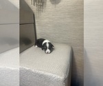 Puppy Puppy 4Tan Pembroke Welsh Corgi