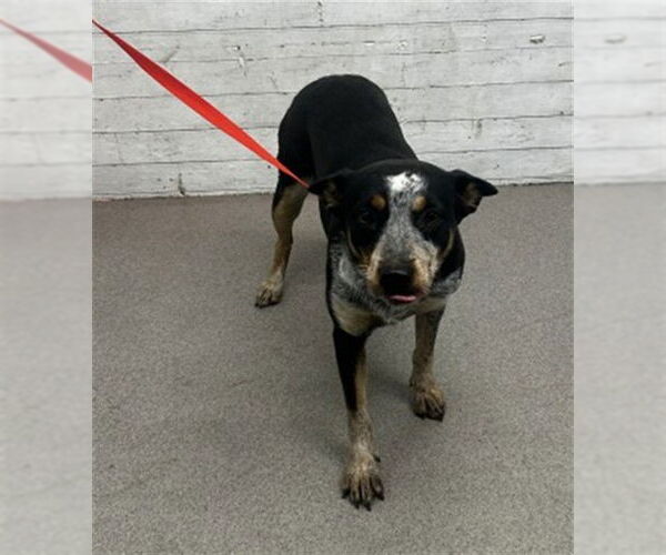 Medium Photo #1 Texas Heeler Puppy For Sale in San Bernardino, CA, USA