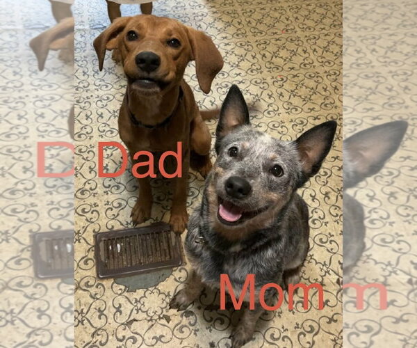 Medium Photo #3 Mutt Puppy For Sale in Spring Lake, NC, USA