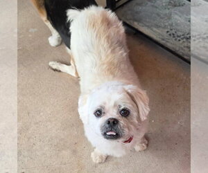 Lhasa Apso Dogs for adoption in Las Vegas, NV, USA