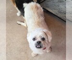 Small Lhasa Apso