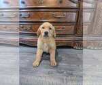 Small #30 Golden Retriever