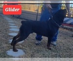 Small Photo #1 Rottweiler Puppy For Sale in MC CALL CREEK, MS, USA