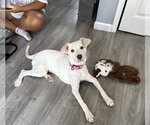 Small #5 Labrador Retriever Mix