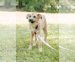 Small #3 Australian Retriever