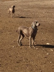 Father of the Weimaraner puppies born on 09/01/2018
