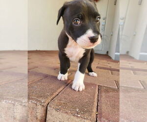 Mutt Dogs for adoption in Oakland Park , FL, USA