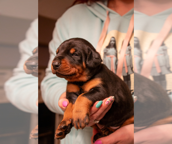 Medium Photo #2 Doberman Pinscher Puppy For Sale in PALMDALE, CA, USA