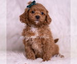 Small Photo #58 Maltipoo (Toy) Puppy For Sale in WARSAW, IN, USA