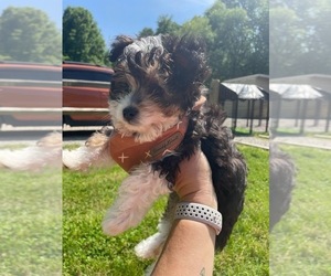 Aussiedoodle Miniature  Puppy for sale in TRAFALGAR, IN, USA