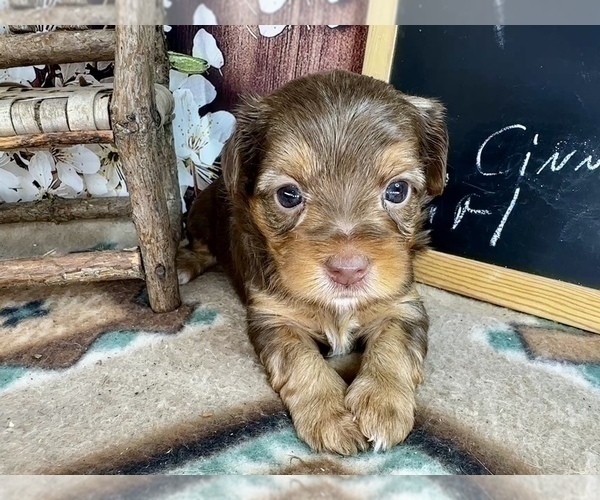 Medium Photo #19 Morkie Puppy For Sale in CASSVILLE, MO, USA