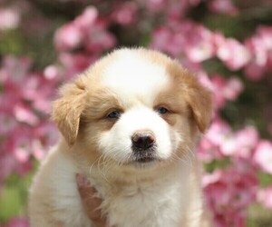 Australian Shepherd Puppy for sale in WESTFIELD, MA, USA