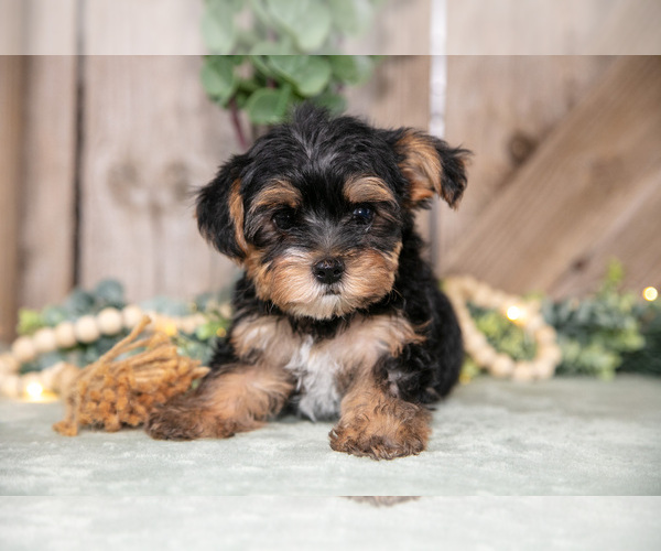 Medium Photo #1 Yorkshire Terrier Puppy For Sale in GREENWICH, OH, USA