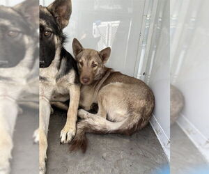 Siberian Husky Dogs for adoption in Stockton, CA, USA