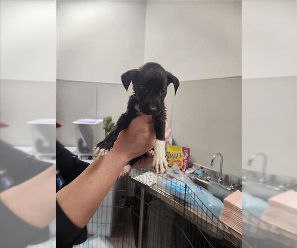 Medium Photo #1 Chihuahua Puppy For Sale in Tracy, CA, USA