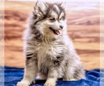 Small #5 Pomsky