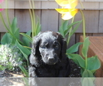 Small Photo #1 Goldendoodle Puppy For Sale in PUYALLUP, WA, USA