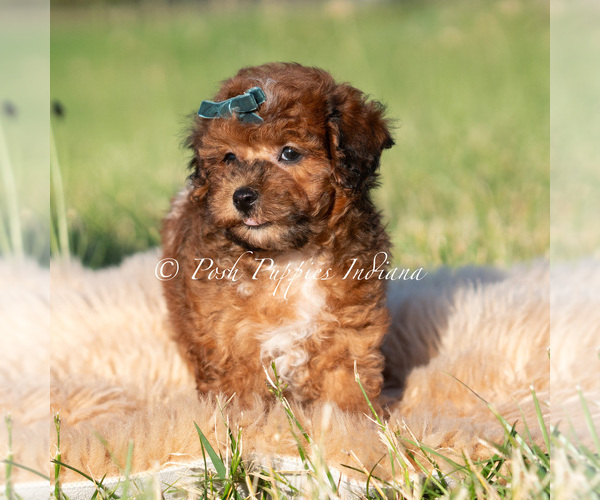 Medium Photo #116 Poodle (Toy) Puppy For Sale in WARSAW, IN, USA