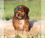 Small #2 Poodle (Toy)
