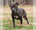Small Photo #3 American Staffordshire Terrier-Boxer Mix Puppy For Sale in Arlington, VA, USA