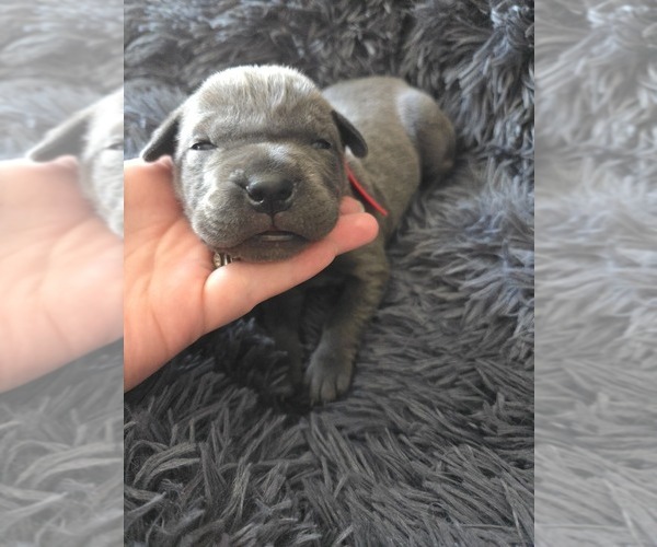 Medium Photo #9 Cane Corso Puppy For Sale in HENRY, VA, USA
