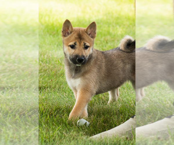 Medium Photo #16 Shiba Inu Puppy For Sale in MILLERSBURG, IN, USA