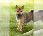 Small #15 Shiba Inu