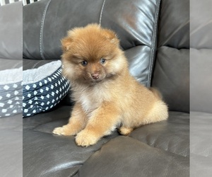 Pomeranian Puppy for sale in FRANKLIN, IN, USA
