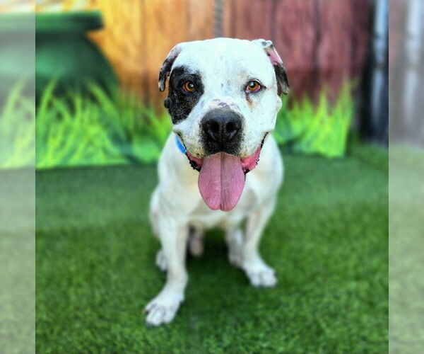 Medium Photo #1 American Bulldog-Unknown Mix Puppy For Sale in Long Beach, CA, USA