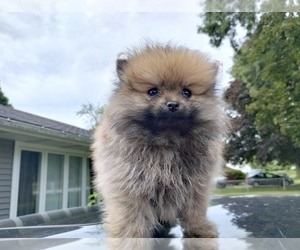 Pomeranian Puppy for sale in VALPARAISO, IN, USA