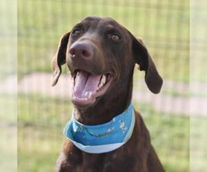 Doberman Pinscher-Unknown Mix Dogs for adoption in San Antonio, TX, USA