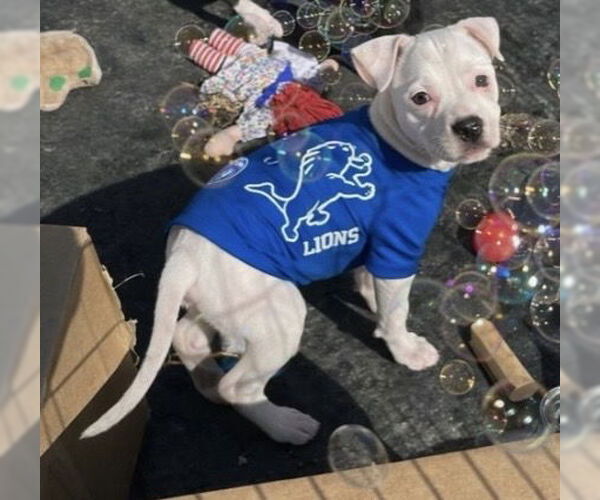 Medium Photo #1 Mutt Puppy For Sale in Clarkston, MI, USA